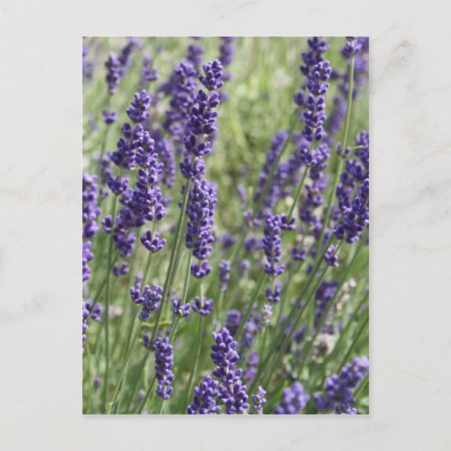 Lavender Flowers-vykort Vykort (Framsida)