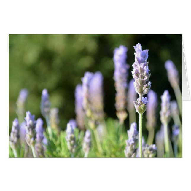 Lavender-fotokort Hälsningskort (Framsidan Horizontal)
