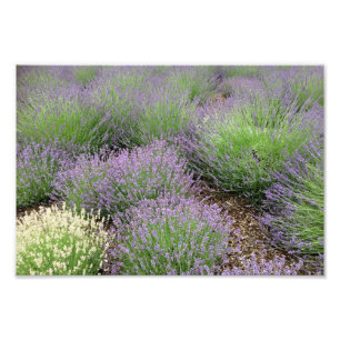 Lavender Fototryck