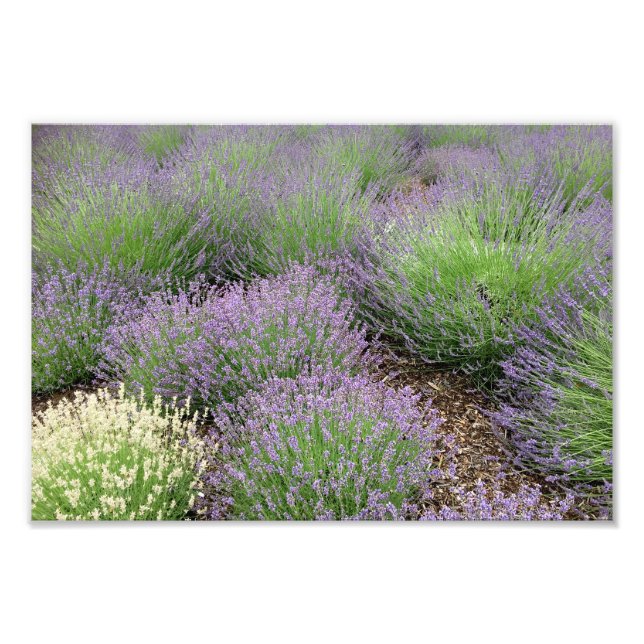 Lavender Fototryck (Framsidan)