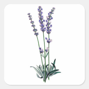 Lavender Fyrkantigt Klistermärke