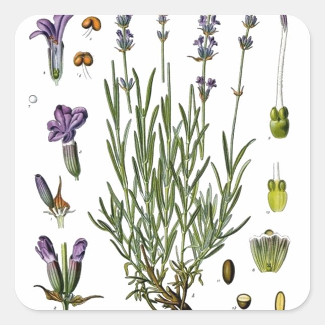 Lavender Fyrkantigt Klistermärke (Framsida)