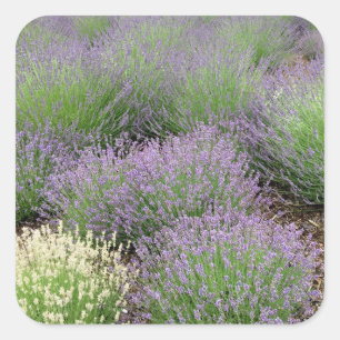 Lavender Fyrkantigt Klistermärke