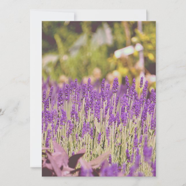 Lavender Garden Photographic Print (Framsida)