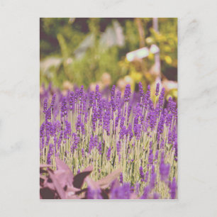 Lavender Garden Photographic Print Vykort