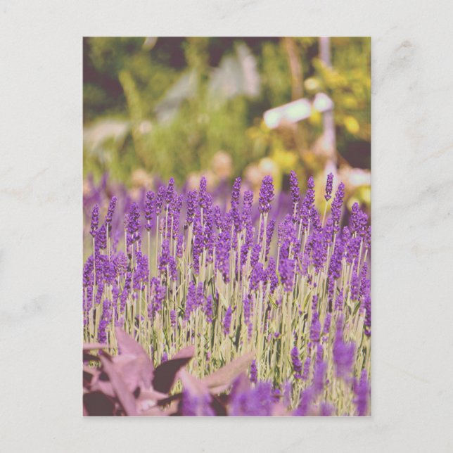 Lavender Garden Photographic Print Vykort (Framsida)