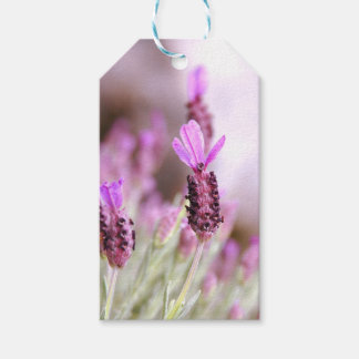 Lavender Gift Märkre Presentetikett