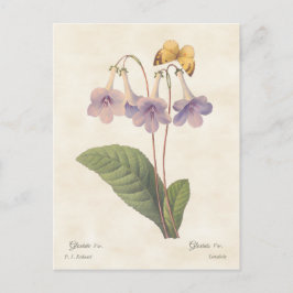 Lavender Gloxinia Vintage Botanical Illustration Vykort