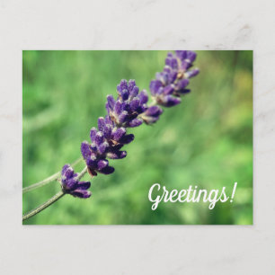 Lavender Hälsning vykort