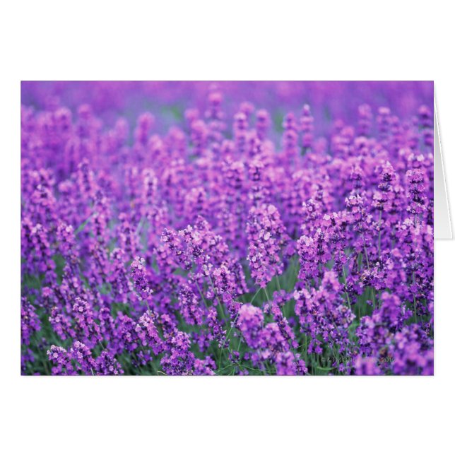 Lavender Hälsningskort (Framsidan Horizontal)
