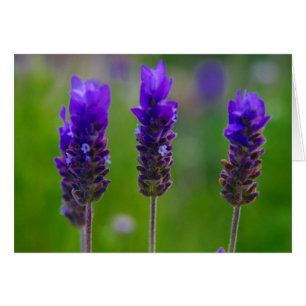 lavender hälsningskort