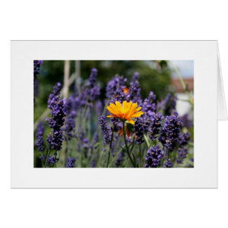 Lavender Hälsningskort