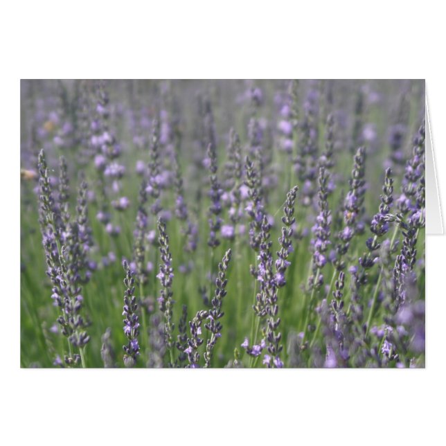 Lavender Hälsningskort (Framsidan Horizontal)