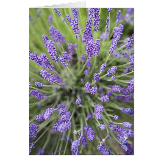 Lavender Hälsningskort (Framsidan)