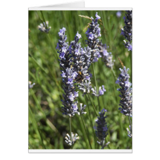 Lavender Hälsningskort