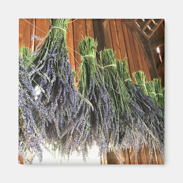 Lavender Hanging i Barn Magnet (Framsidan)