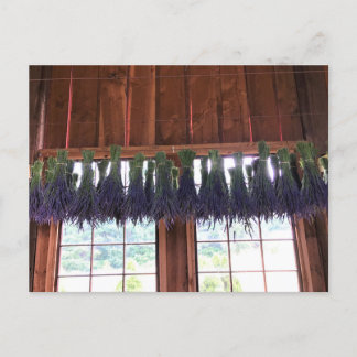 Lavender Hanging i Barn Vykort