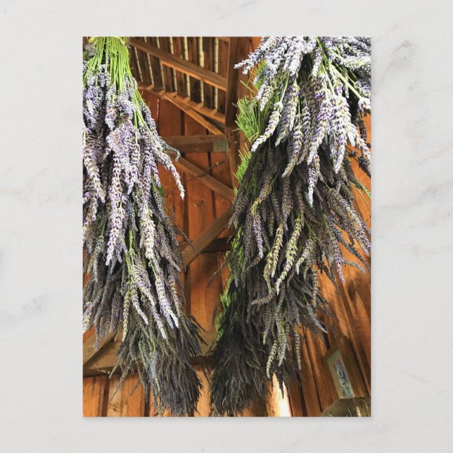 Lavender Hanging i Barn Vykort (Framsida)