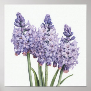 Lavender Hyacint Flower Art Print Poster