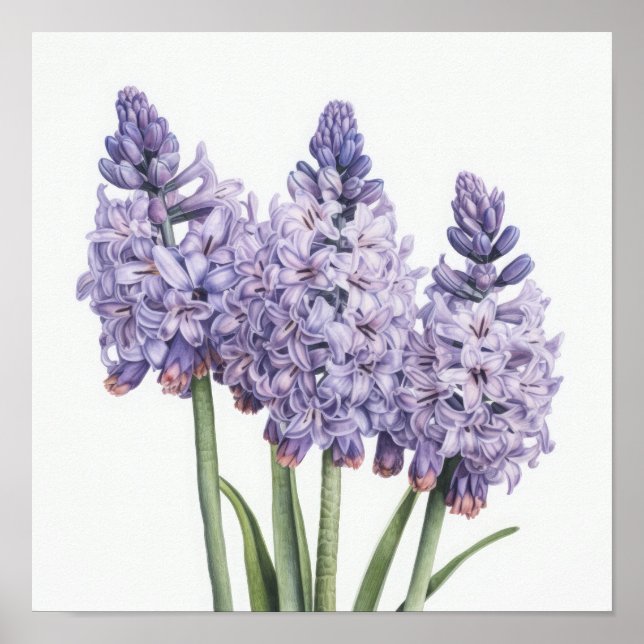 Lavender Hyacint Flower Art Print Poster (Framsidan)