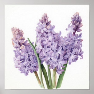 Lavender Hyacint Flower Art Print Poster