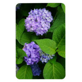 Lavender Hydrangea Magnet