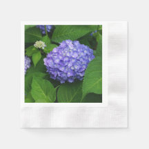 Lavender Hydrangea