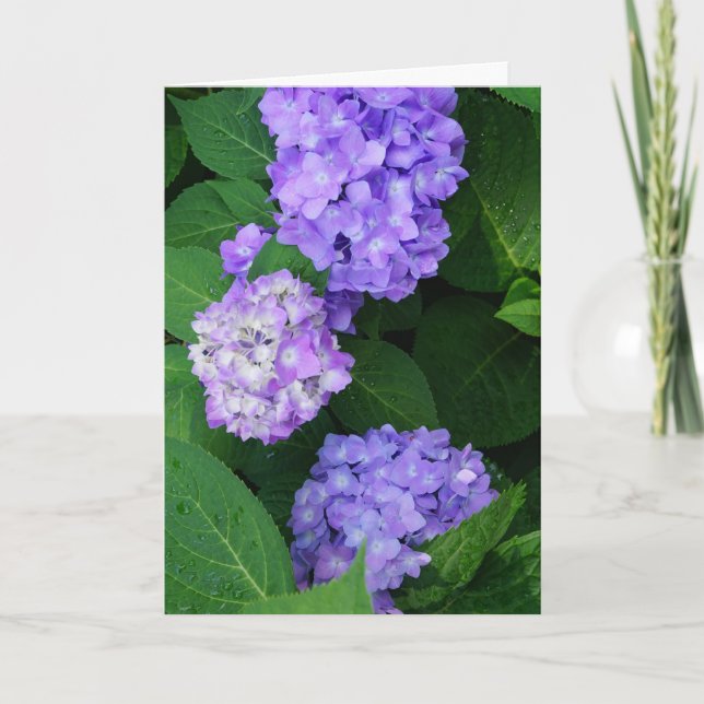 Lavender Hydrangea Tack Kort (Framsida)
