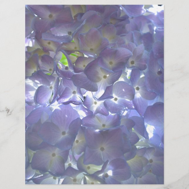 Lavender Hydrangeas lila blommor (Framsida)