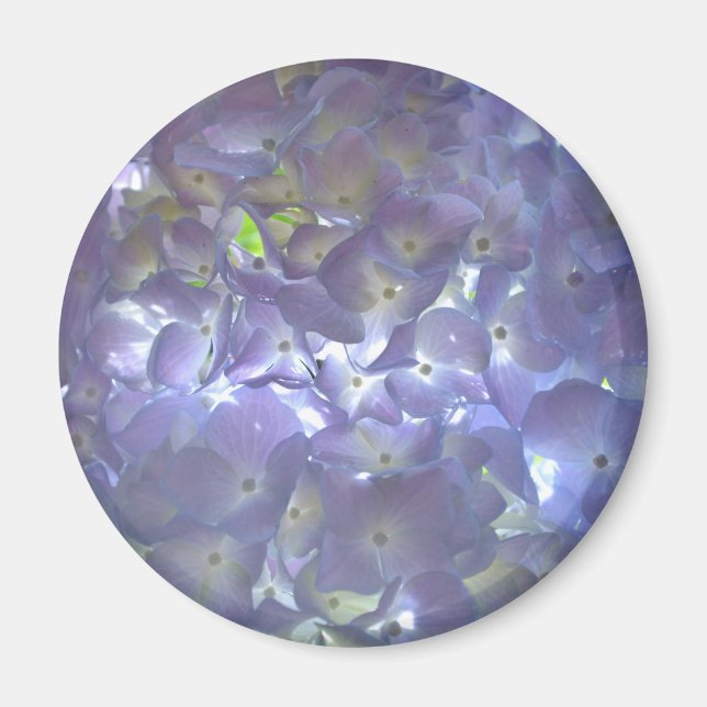Lavender Hydrangeas Magnet (Framsidan)