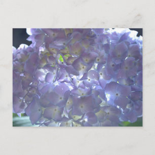 Lavender Hydrangeas Vykort