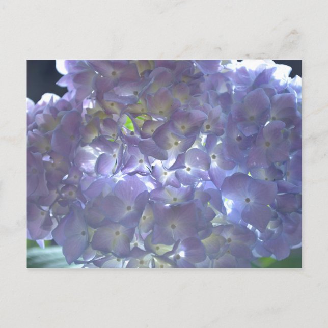Lavender Hydrangeas Vykort (Framsida)