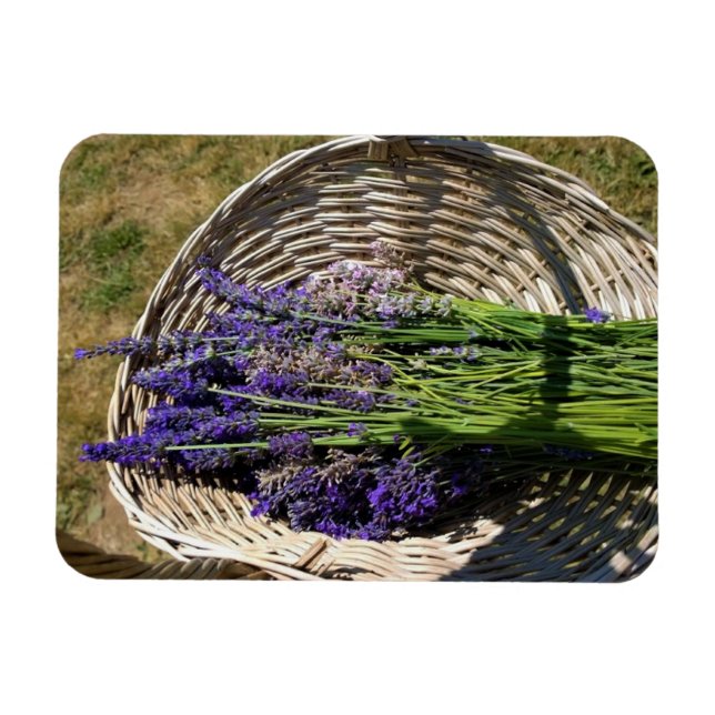 Lavender i Basket Magnet (Horisontell)