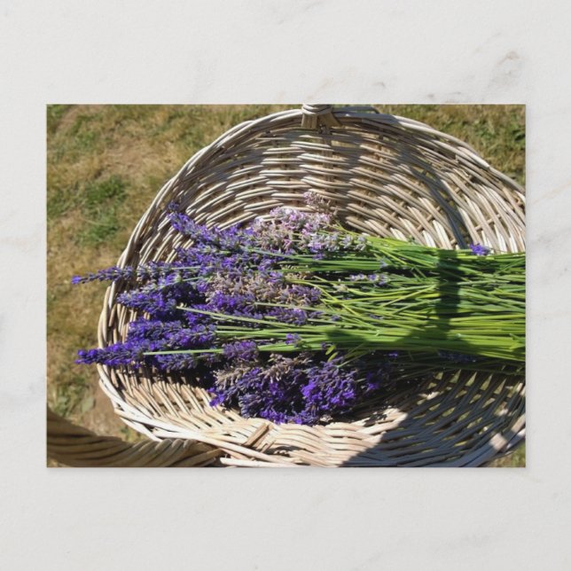 Lavender i Basket Vykort (Framsida)