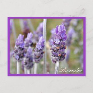 Lavender i blobom-vykort vykort