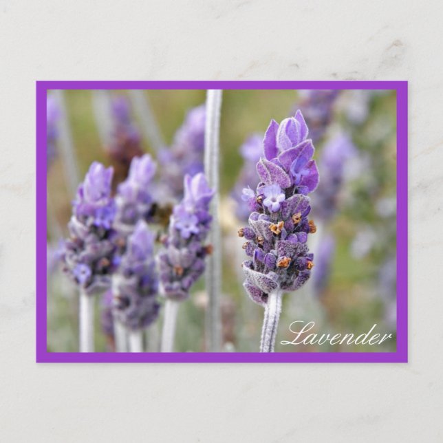 Lavender i blobom-vykort vykort (Framsida)
