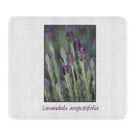 Lavender i Bloom