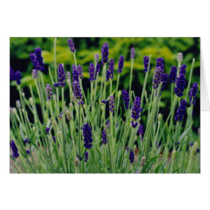Lavender i Dublin, Irland Hälsningskort