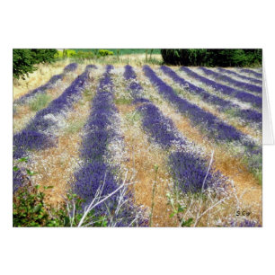 Lavender i Provence, S Cyr Hälsningskort