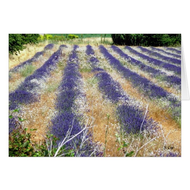 Lavender i Provence, S Cyr Hälsningskort (Framsidan Horizontal)