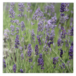 Lavender Kakelplatta