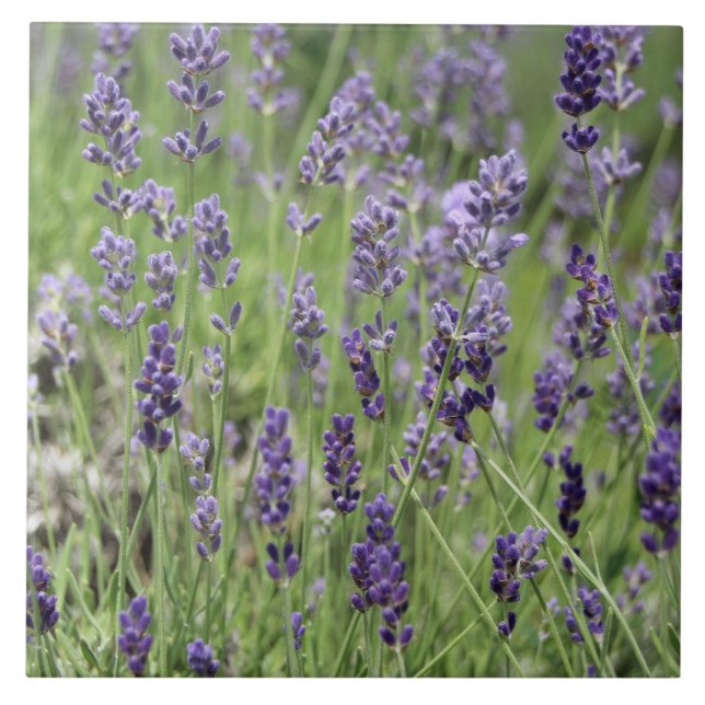 Lavender Kakelplatta (Framsidan)