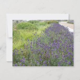 Lavender liggande DIY-vykort Vykort