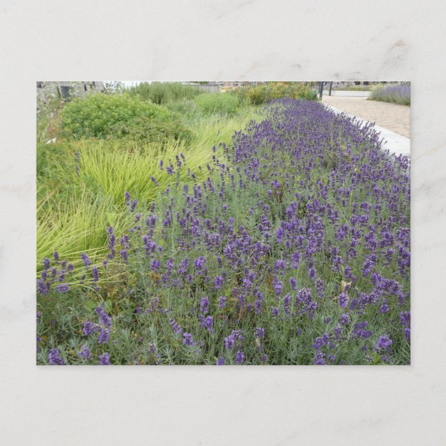 Lavender liggande DIY-vykort Vykort (Framsida)