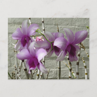 Lavender Lila Orchid Flowers Vykort