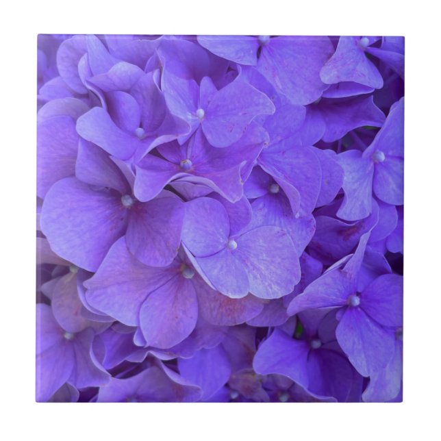 Lavender lilac lila Hydrangeas lila blommor Kakelplatta (Framsidan)