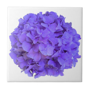 Lavender lilac lila Hydrangeas lila blommor Kakelplatta