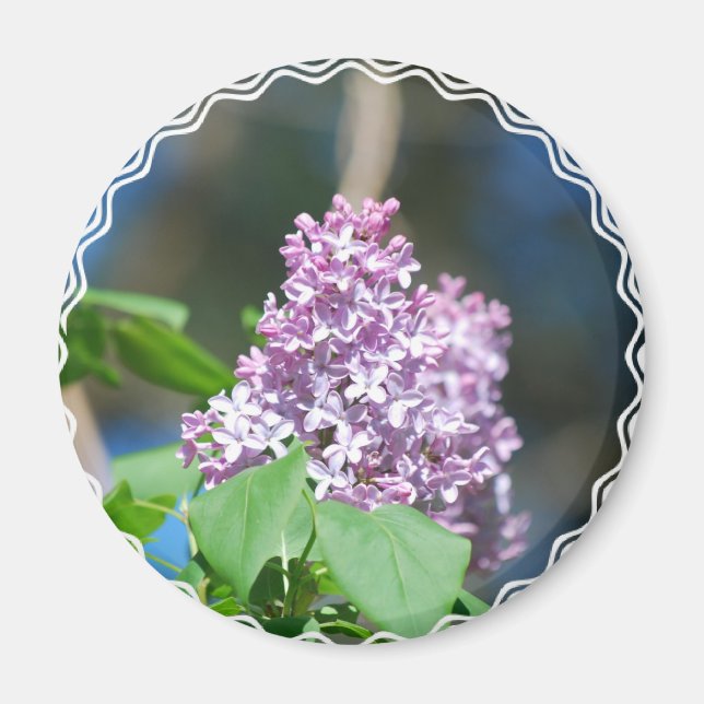 Lavender Lilac Magnet (Framsidan)