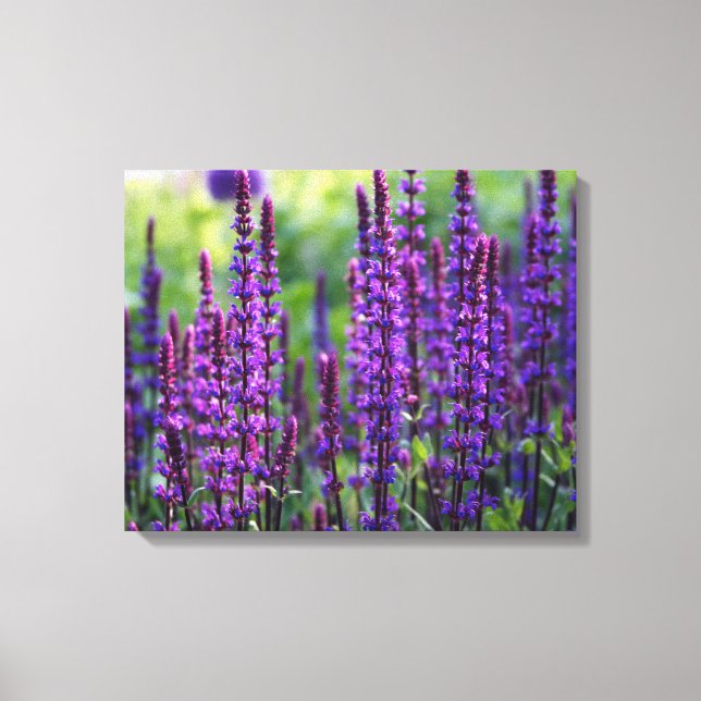 Lavender Lilac Photo Canvas (Framsida)