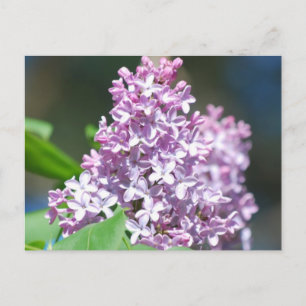 Lavender Lilac-vykort Vykort
